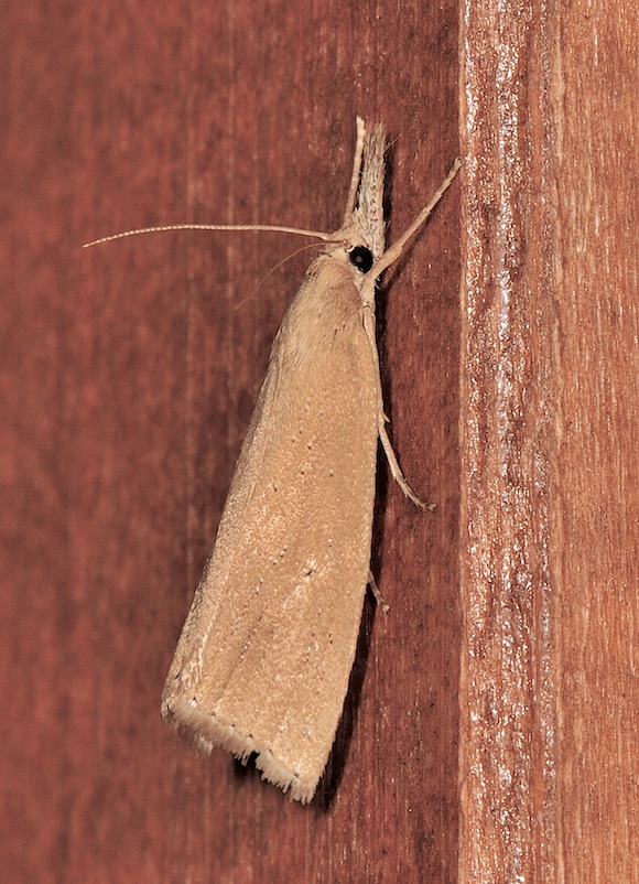 Crambidae: richiesta conferma